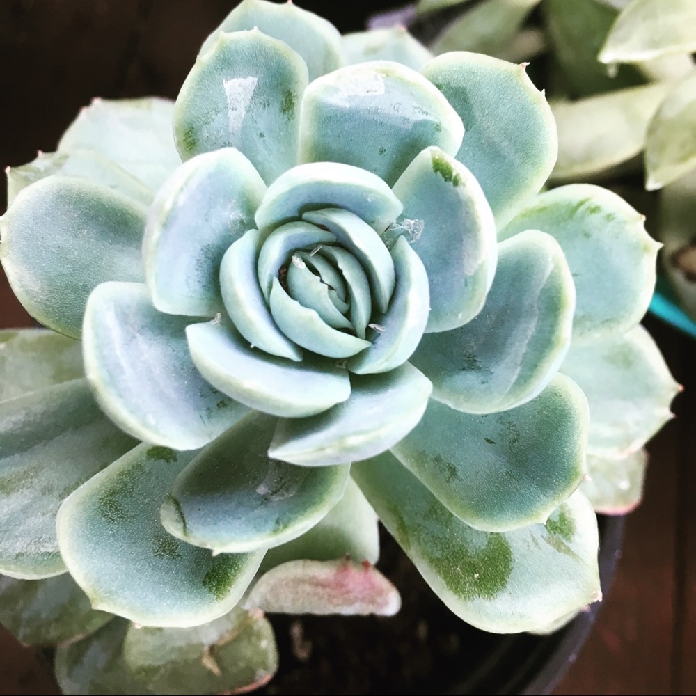 Meet your Posher, Felicia